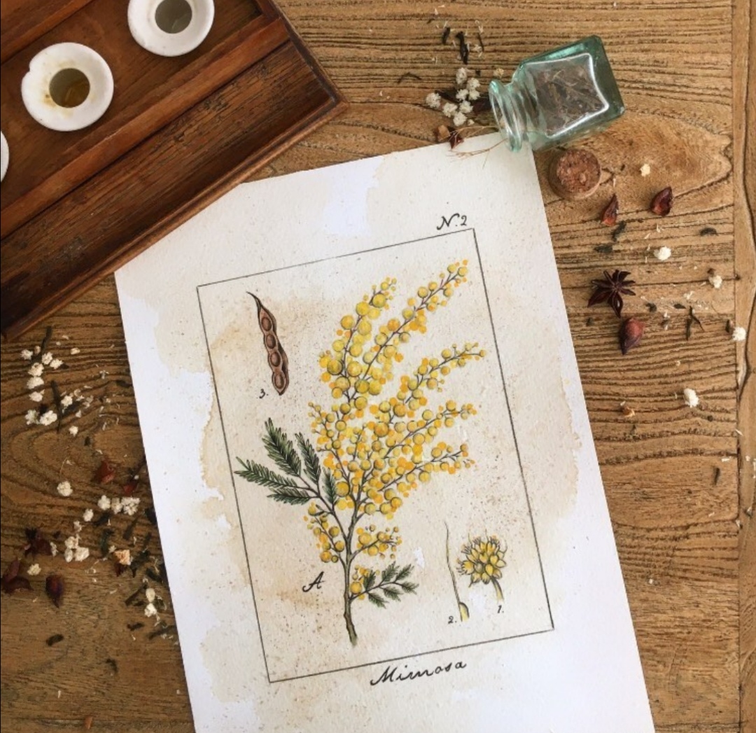 Lámina Botánica Mimosa - Jane Apothecary