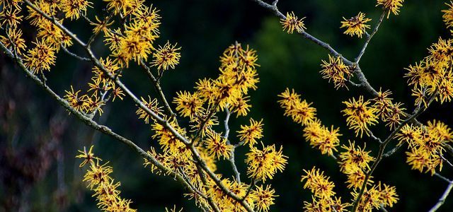 hamamelis