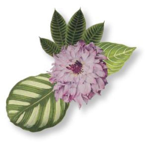 jane_apothecary_blog jane_apothecary_blog