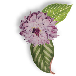 jane_apothecary_flo_01_v4 jane_apothecary_flo_01_v4