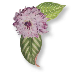 jane_apothecary_suscripcion jane_apothecary_suscripcion